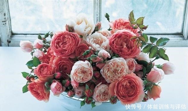 如何让月季弱苗在春天满血复活让你的月季抓住春风长成壮苗吧！