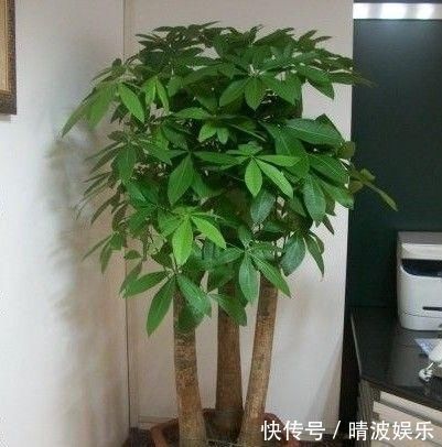 发财树|喜阴的“3种花”,放在阳台就错了,摆在室内,叶子全年绿油油