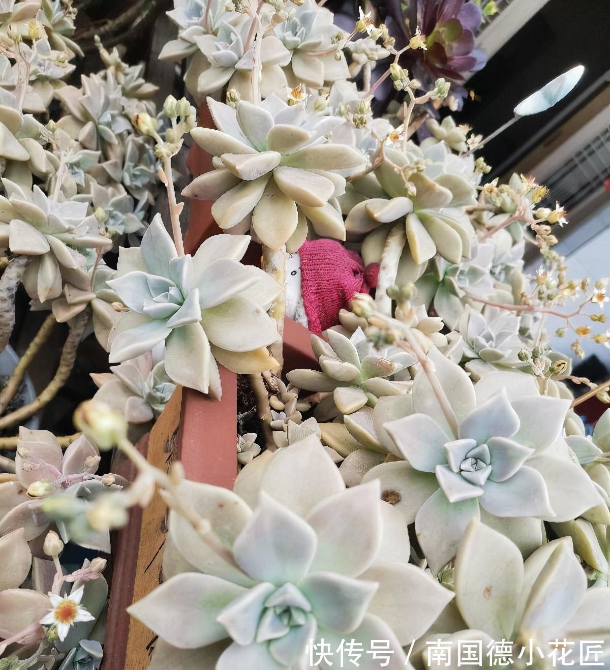 2种普通又皮实的多肉，枝叶旺颜色美易繁殖，养好了一样是精品