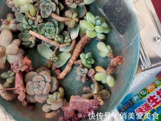 高温|10种花要控水,天热反而不能浇,一浇水就死