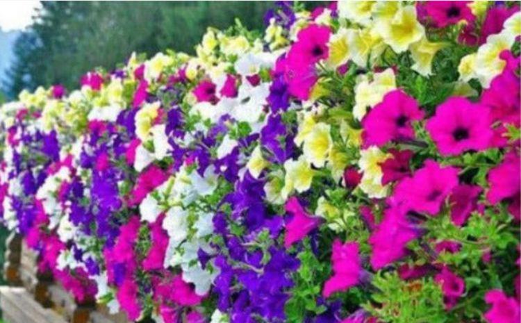 最适合新手养的4种花,沾土就能活,花香四溢飘满屋,美爆了