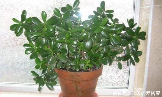 格外|自己动手制作腐叶土、松针土养花,一点不难,还格外省钱好用