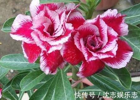 大肚子|4种“懒人花”，记住一个“旱”字，就能盆盆爆，开花真好看！