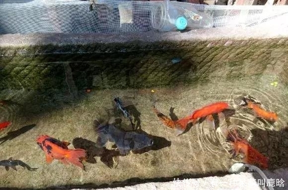 邻居捡破烂养花,全家都反对,栽上花后都笑了!