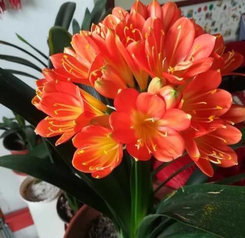 君子兰|养君子兰就像“种白菜”狂长叶不开花,3个解密,开花几十年