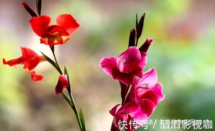 秋天兰花有性格，养护时需要注意些，开花不断