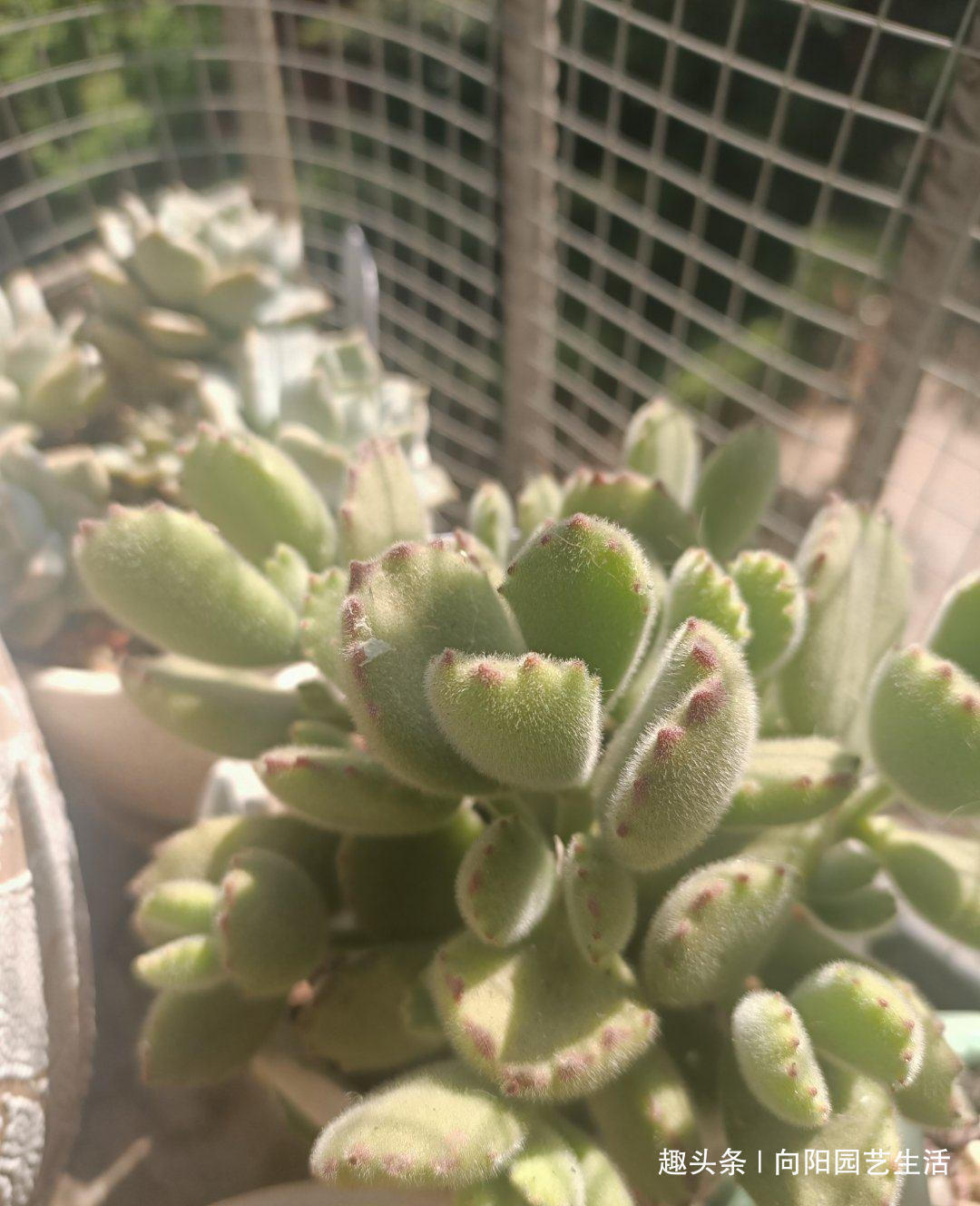 多肉买回家,总是养死,都是卖家的“小心机”,很多人都中过招