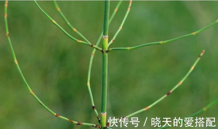 中草药@乡下一种节节草,农村娃不知是珍贵中草药,当作笔筒玩,如此可惜