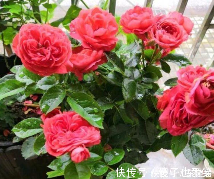 盆栽|4种花养在家里,净化空气,释放氧气,颜值也不错