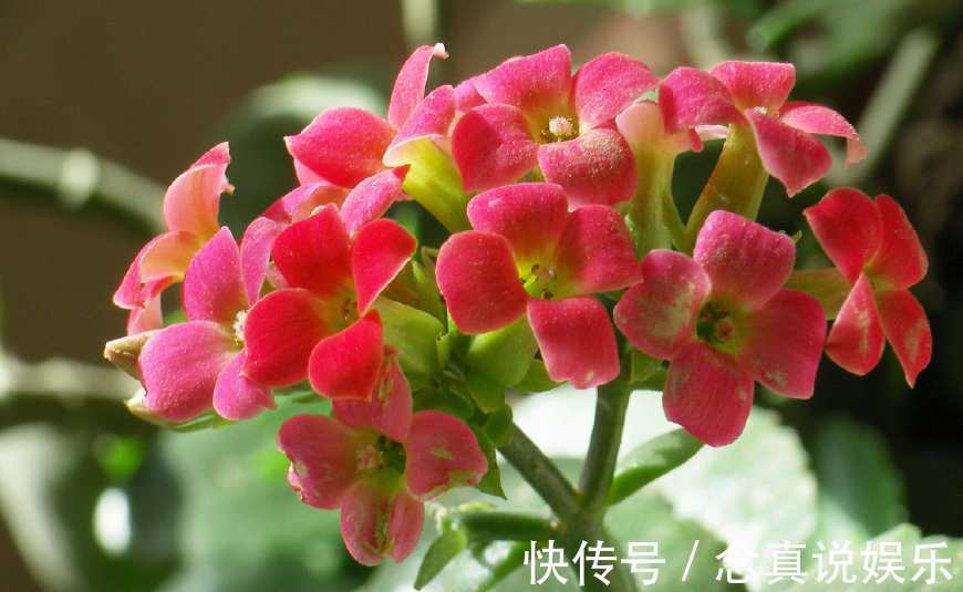 花色|丹麦盆栽花卉之冠圣诞伽蓝菜长寿花色丰富,理想的室内花卉