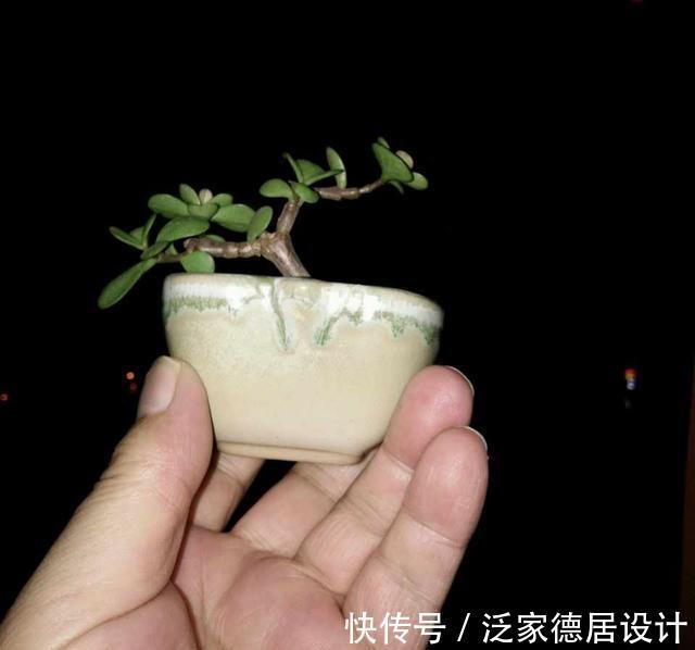 微酸性|金枝玉叶黄叶掉叶,掌握一招,叶绿花繁,颜值高