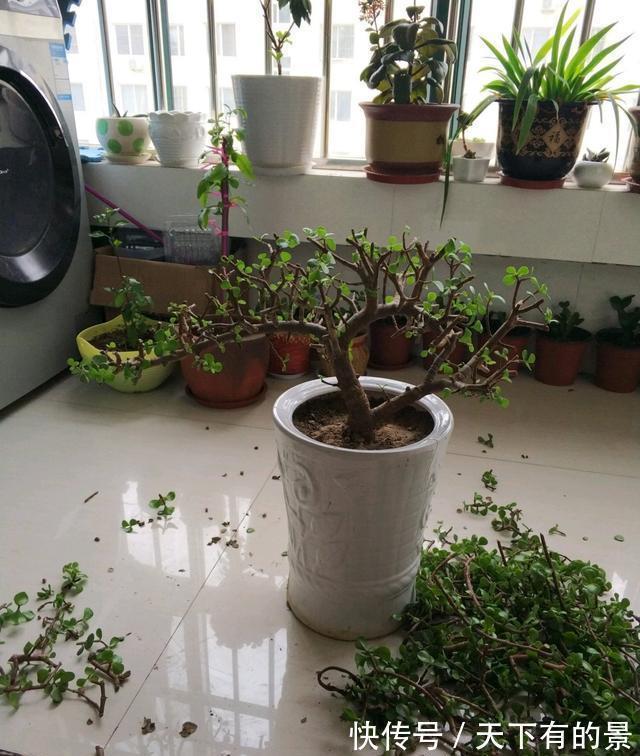 老桩|养金枝玉叶,做到“3多1少”,能快速养成老桩,价值高