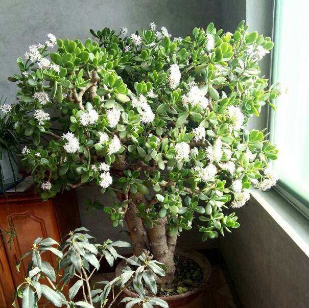 想养花的朋友，告诉你几种花，长期不浇水还郁郁葱葱，有光就够了