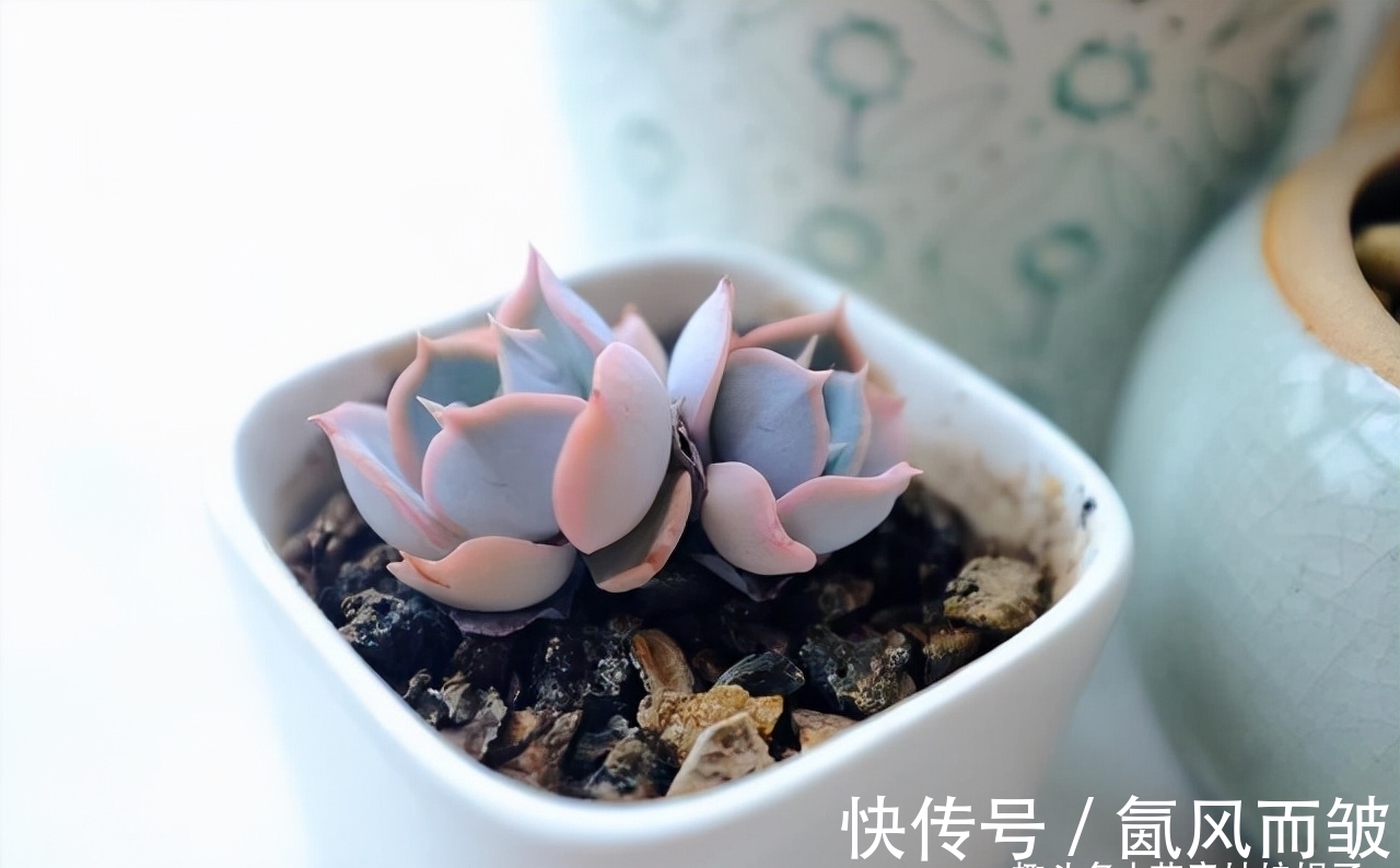 不是所有的多肉都可以叶插的，这16种叶插就很难成功，新手别费劲