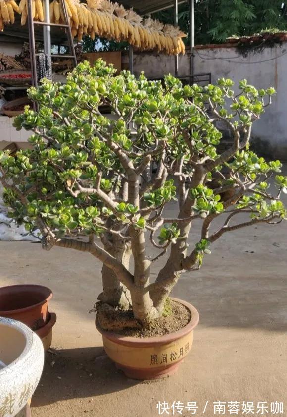 对花有一种特殊的情怀,能养几十年的花,养1盆当传家宝!