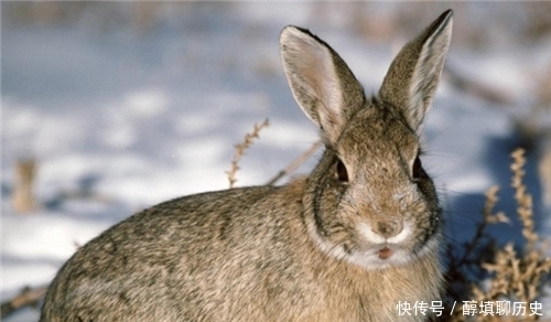 俗语:“千年的王八万年龟”,下一句才是精华,可惜十人九不知