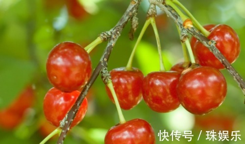 阳台别只种花草,试试种盆栽果树,养护简单易结果,想吃随手摘