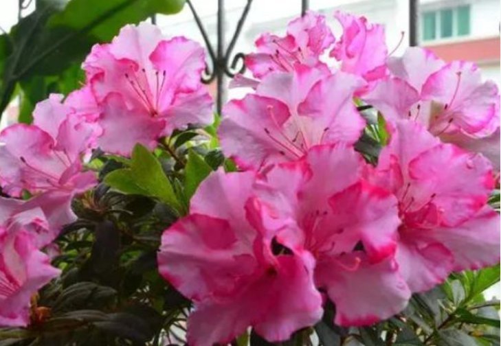 夏天了,3种水不能浇花,浇错了,黄叶又烂根,只剩盆