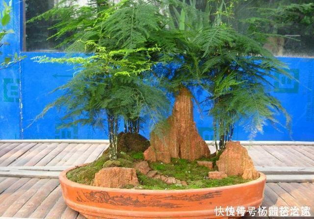 养文竹浇水要小心,注意3个方法,不黄叶、不烂根,蹭蹭长
