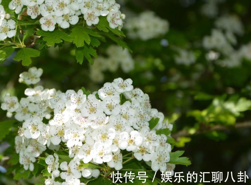 处女座|接下来三年,4个星座,埋头苦干,不惧困难,总能将苦日子变甜