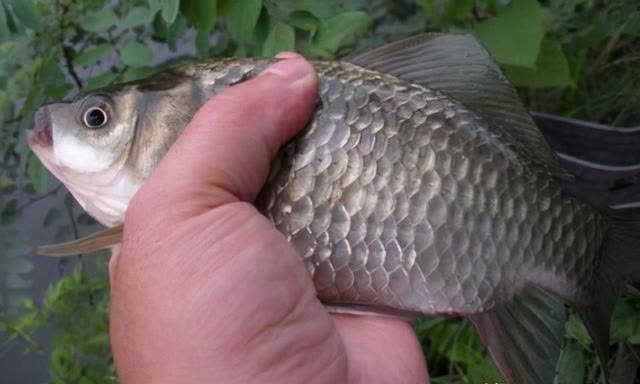 早春钓鱼还没有渔获吗？知道了这些让你的渔获轻松翻倍