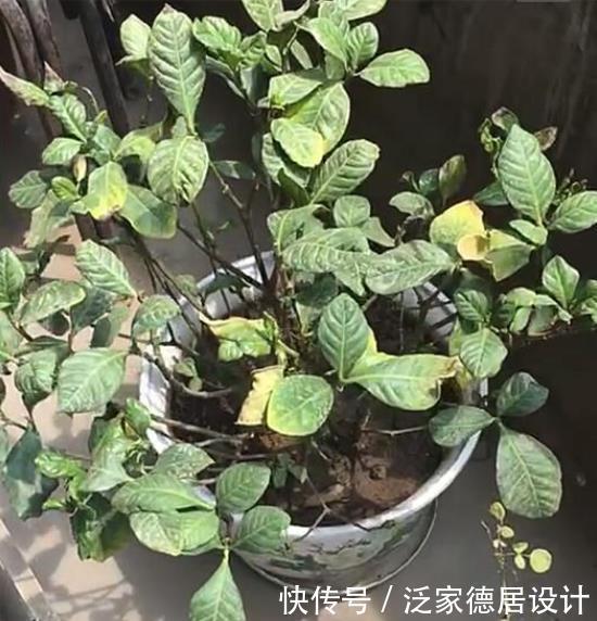  光照|养花新手需要知道的事：你的花为什么会死
