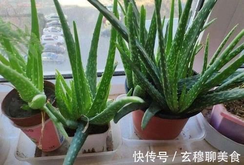 芦荟喜光畏寒怕涝，如何盆栽成老桩？养护专家告诉你