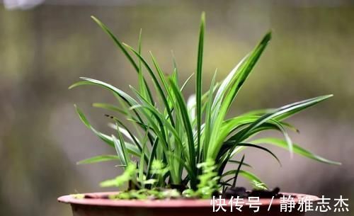 花卉|营养土的自制方法，兰友说：这样就简单了，明天开始做