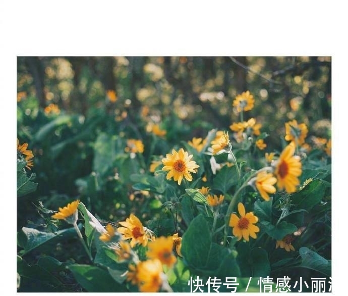 幸福来敲门|坚持不下去了怎么办?