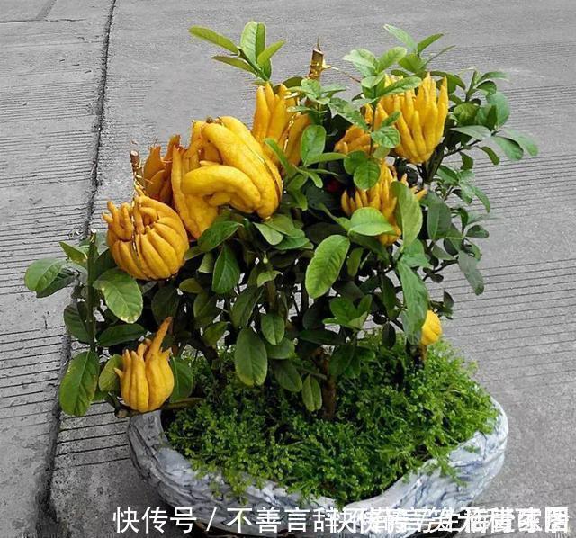 阳台上|还在苦苦养花吗?今年都流行种果树了,开完花就结果,味甜真不错