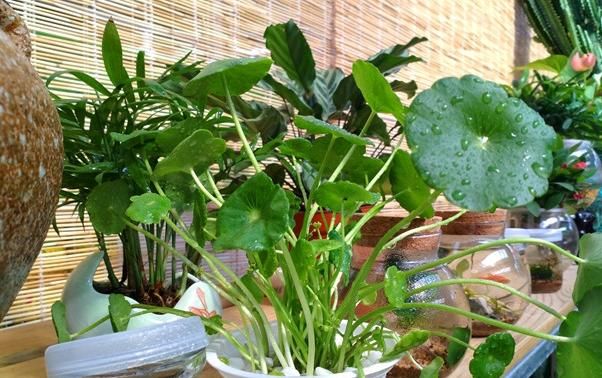  盆栽|初次尝试养花选什么植物好？盆栽此4款，搁室内漂亮又好养