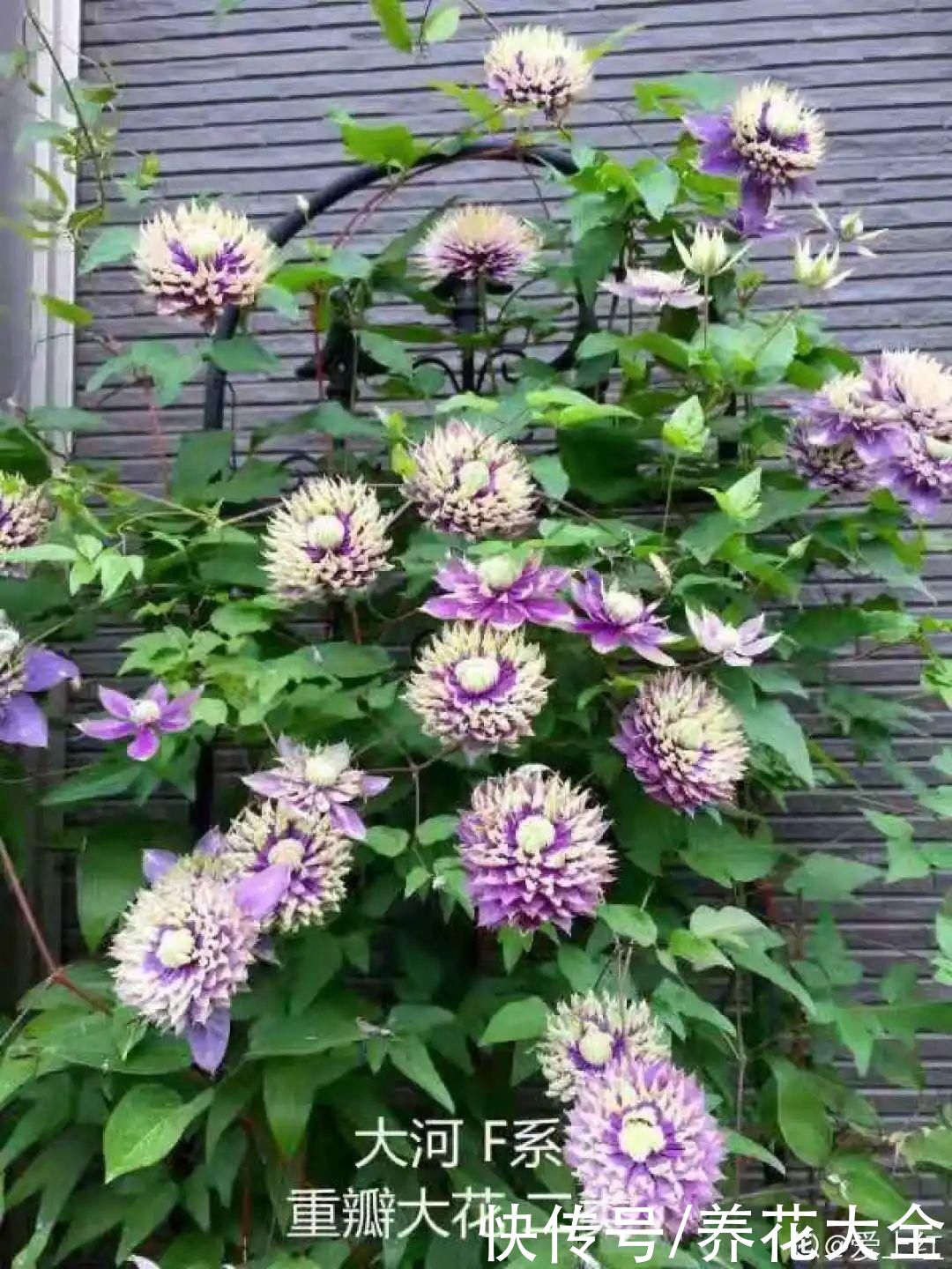 月季|8种花，现在快施肥，秋天开出满树花