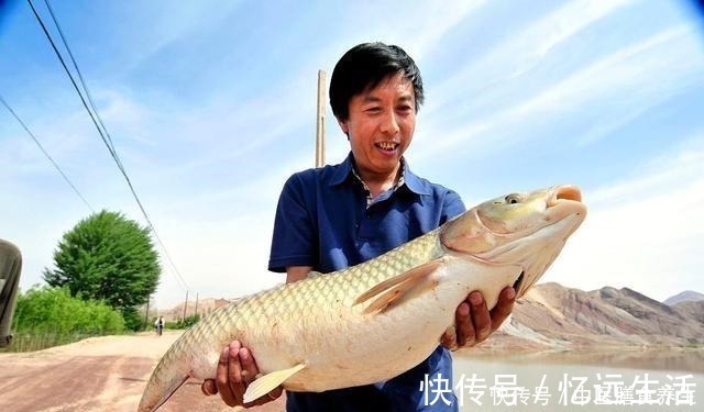 钓鱼|草鱼为何难钓你错了！其实难的不是钓，而是鱼！