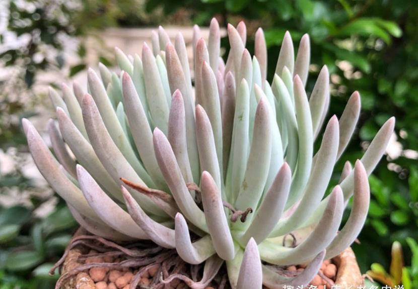 多肉爱杜丽丝好不好度夏?如果你像我这样养的话,那度夏自然不难