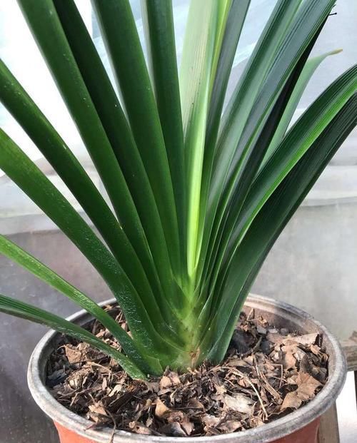  个个|生活废水才是养花宝，3种浇花，个个旺盛、茂密，比施肥好