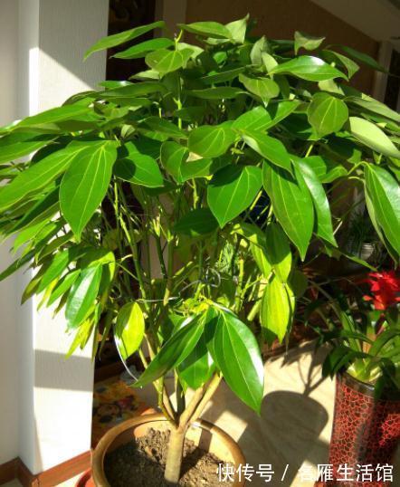客厅见树，家业稳固！适合客厅养的五种树，大气美观，幸福感倍增