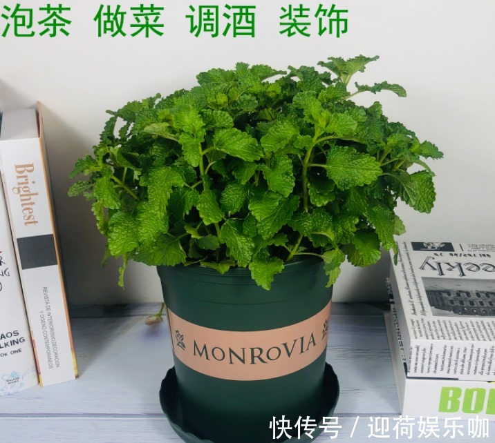 空盆养花土别闲着,种上这3样菜,观赏、食用两不误