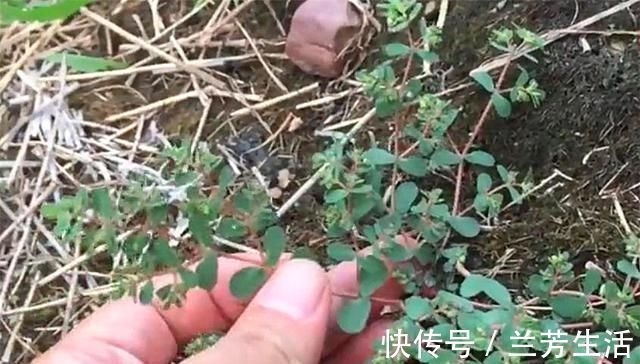 野草|农村有1“血见愁”,最爱住墙角,遇上可别小瞧,是珍贵中草药