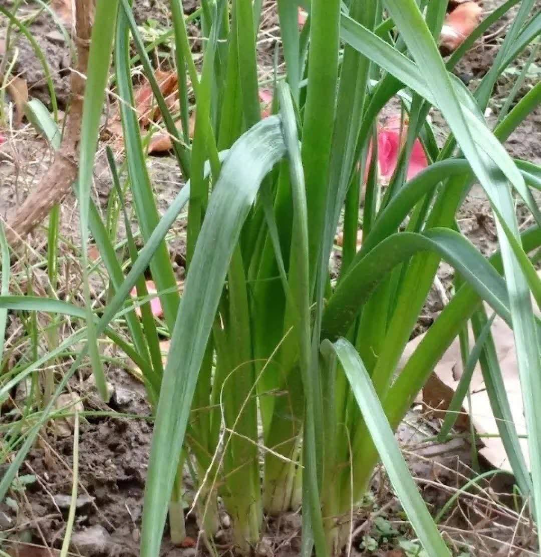 蝴蝶兰开花不是一次性，花后剪一剪，还能继续开花