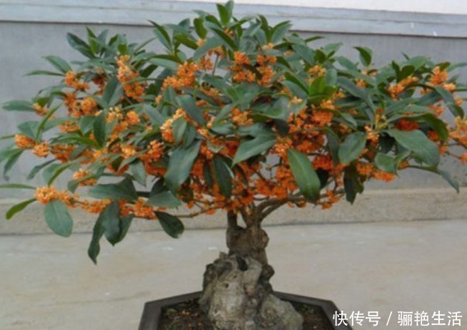 光照|超爱开花的5种花，一年四季开花不断，好养又漂亮，养100盆也不多