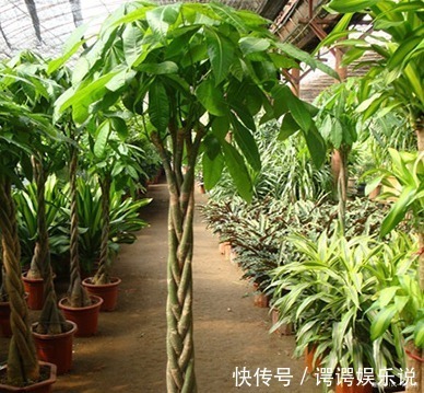 金钱树|有钱人最喜欢的三种树,养在家里既能招财又能接好运,好看又好养