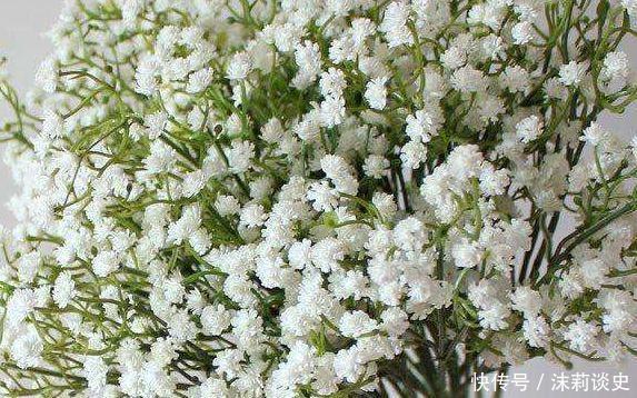 阳台|4种花堪称是开花机器,养在阳台极美了,轻松开成小花园