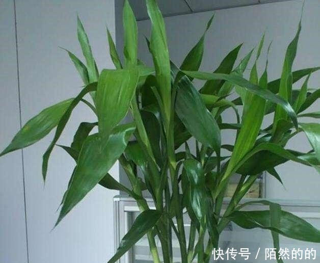 富贵竹生长有个“小开关”,用一次叶子绿油油,再没黄叶!
