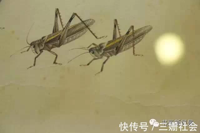 于非闇@齐白石 经典巨创《百虫图卷》,屏息凝神,慢慢欣赏