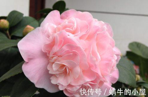 花朵|农历7月13日开始,养花养个耐看的,阳台栽上几盆,漂亮大气