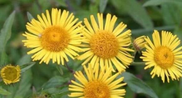 农村“憋屈”的野草,明明药用价值很高,却常被误认为是菊花