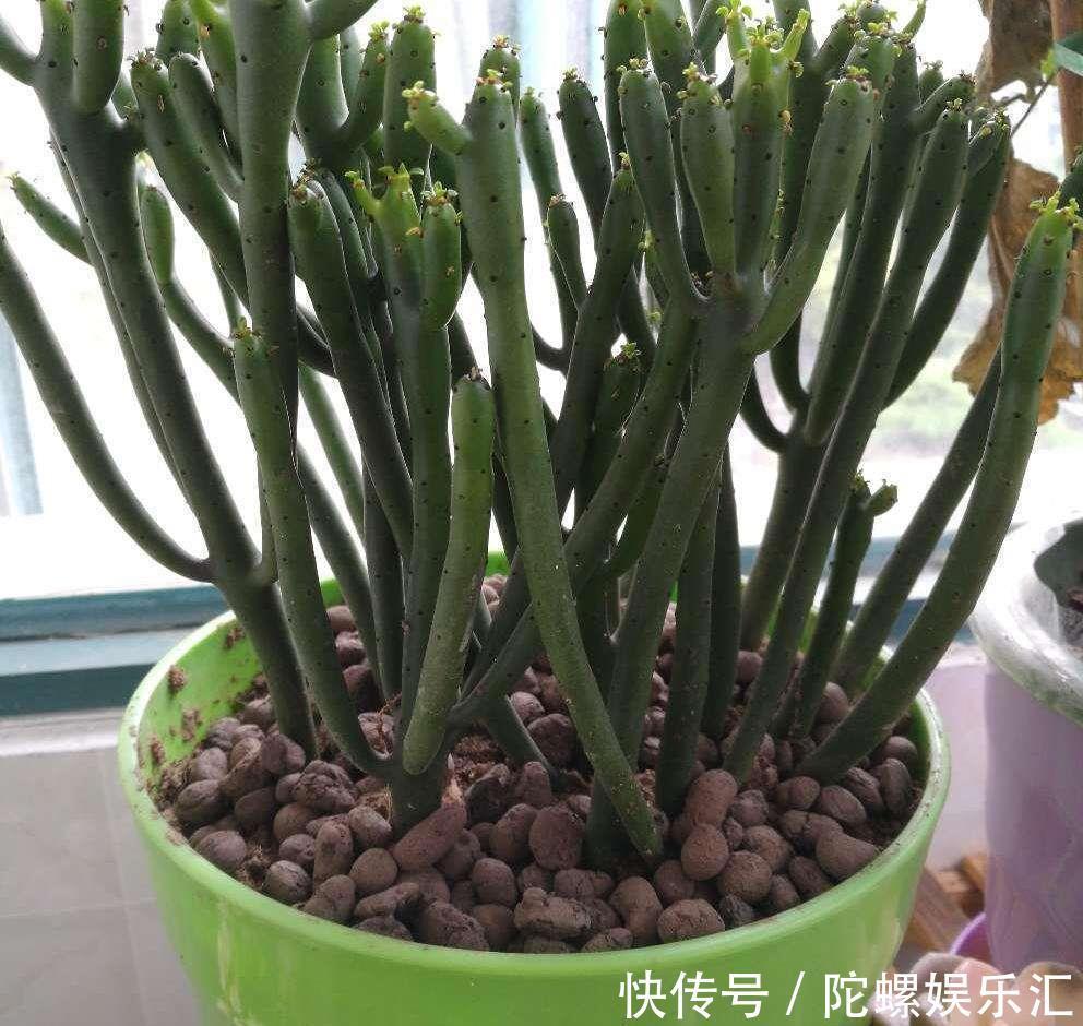 养土|一种绿色珊瑚养土里,株型可大可小,摆在哪里都好看,名叫彭珊瑚