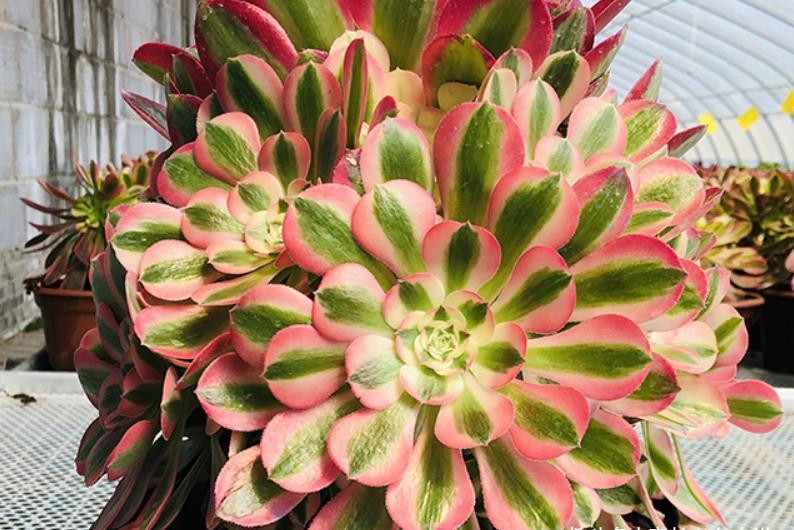 锦斑|粉女巫法师是粉色系多肉中的颜值大师,它是否唤起了你的少女心?