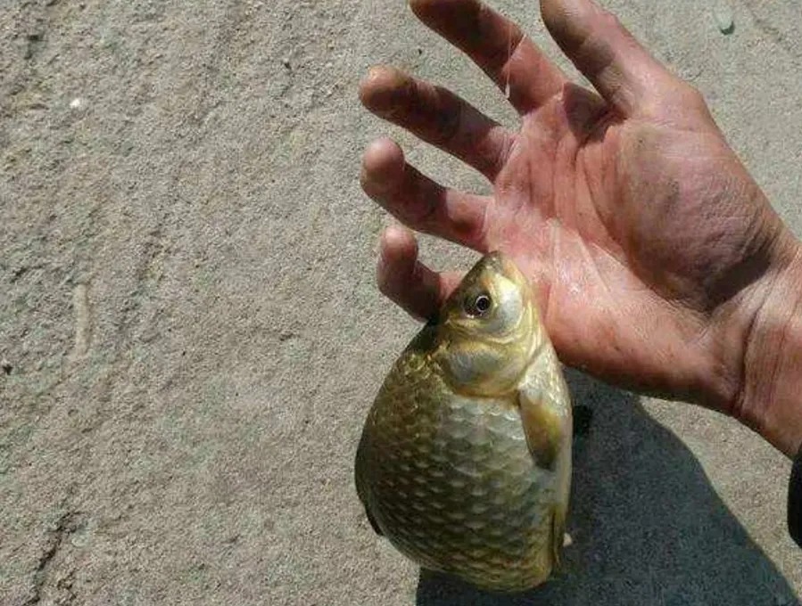 自从有了这套用饵秘诀,不管冬天有多冷,大板鲫也照样狂拉不断