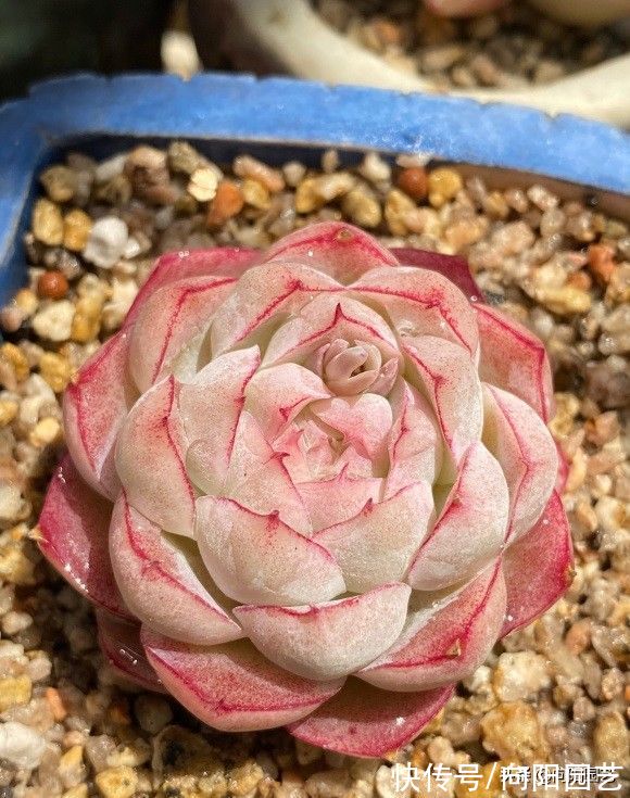 秋天适合养多肉，搬到院子里，早起撒撒水，轻松养出好状态